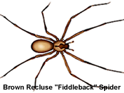 Brown Recluse Spider